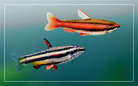 Types of Pencil Fish – 7 Nannostomus Species .